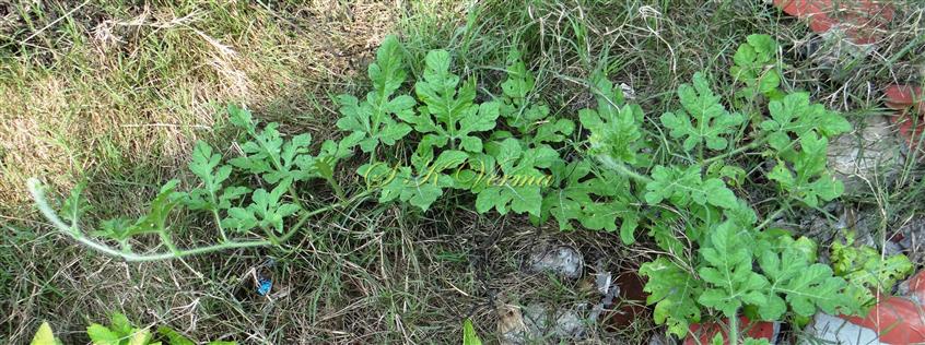  Plant